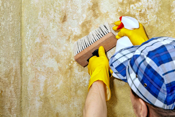 Dehumidification Services in Belmont, CA