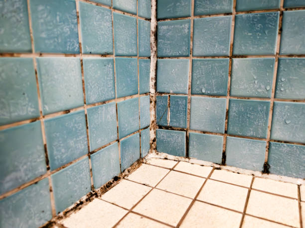 Best Emergency Mold Remediation  in Belmont, CA