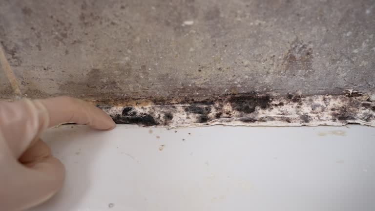 Best Air Quality Testing for Mold Spores  in Belmont, CA