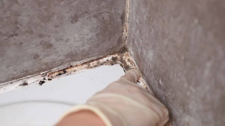 Best Black Mold Removal  in Belmont, CA